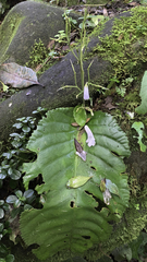 Streptocarpus wilmsii