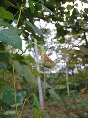 Psophocarpus tetragonolobus