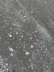 Micrurus lemniscatus helleri