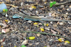 Aspidoscelis lineattissimus