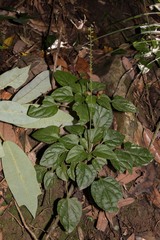 Ainsliaea macroclinidioides