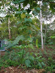 Psophocarpus tetragonolobus