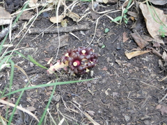 Bdallophytum americanum