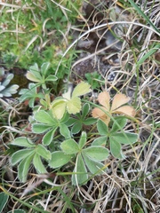 Potentilla nivalis