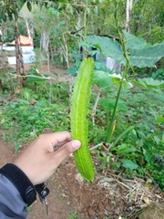Psophocarpus tetragonolobus