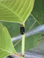 Disonycha xanthomelas
