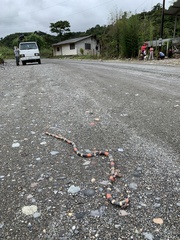 Micrurus lemniscatus helleri