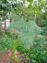 Psophocarpus tetragonolobus