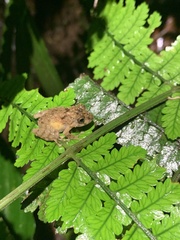 Pristimantis croceoinguinis