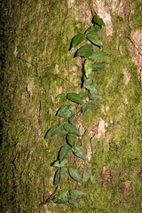 Apocynoideae