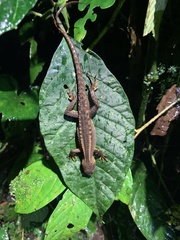 Gelanesaurus flavogularis
