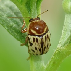 Cryptocephalus simulans