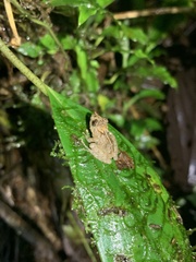 Pristimantis croceoinguinis