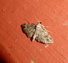 Calluga costalis