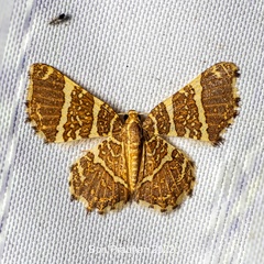 Hastina pluristrigata