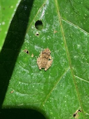 Pristimantis croceoinguinis