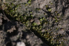 Monocarpus sphaerocarpus