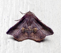 Garaeus