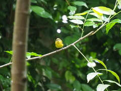 Aethopyga mystacalis