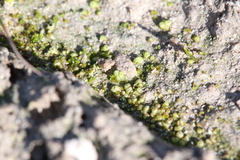 Monocarpus sphaerocarpus