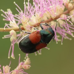 Megalostomis pyropyga