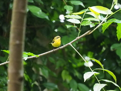 Aethopyga mystacalis