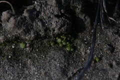 Monocarpus sphaerocarpus