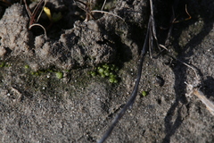 Monocarpus sphaerocarpus