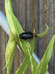 Disonycha xanthomelas