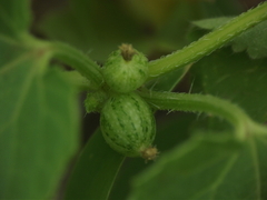 Cucumis maderaspatanus