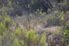 Chordeiles acutipennis