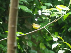 Aethopyga mystacalis