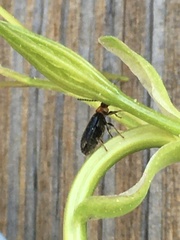 Disonycha xanthomelas