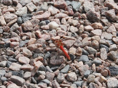 Sympetrum flaveolum