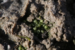 Monocarpus sphaerocarpus