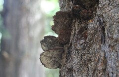 Phellinus piceinus