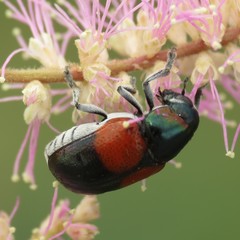 Megalostomis pyropyga