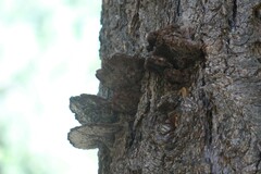 Phellinus piceinus