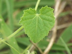 Cucumis maderaspatanus