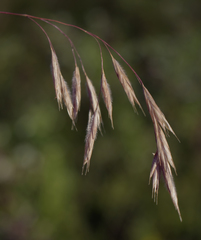 Bromus ciliatus