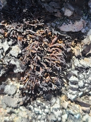 Cornicularia normoerica