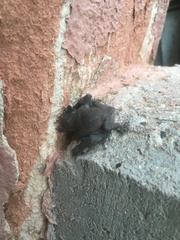 Pipistrellus