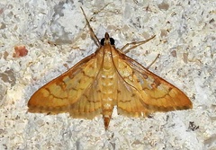 Mimorista trimaculalis