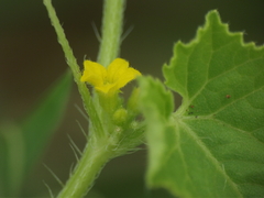 Cucumis maderaspatanus