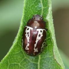 Zygogramma arizonica