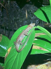 Gelanesaurus flavogularis