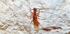 Hypexilis pallida