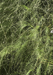 Agrostis montevidensis