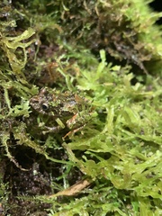 Pristimantis katoptroides