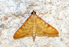 Mimorista trimaculalis